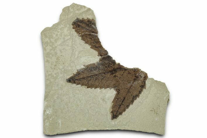 Fossil Sycamore (Macginitiea) Leaf - Green River Formation, Utah #325598